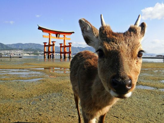 貸切観光タクシー 宮島・厳島神社日帰りツアー 島内タクシー観光も可能！＜4時間～／1-6名／広島市内・空港発着＞4名参加で1名8,275円～ byカープタクシー