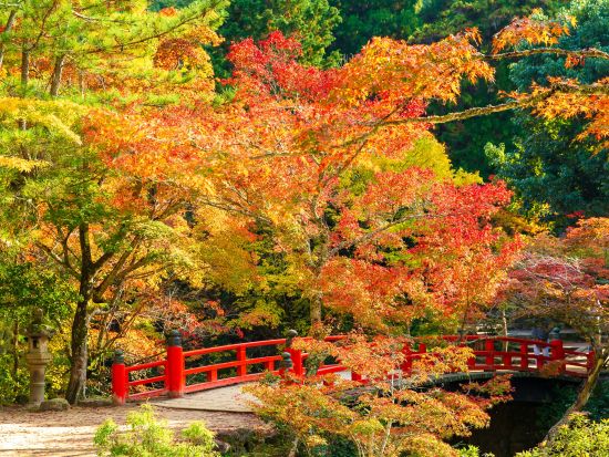 貸切観光タクシー 宮島・厳島神社日帰りツアー 島内タクシー観光も可能＜4時間～／1-6名／宇品港・五日市港発着＞4名参加で1名8,275円～ byカープタクシー