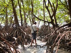WCA - Mangroves walk