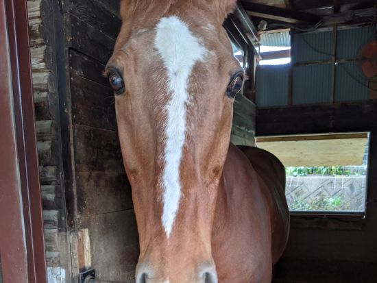 乗馬体験　初心者でも安心！天城の美しい自然に囲まれた乗馬クラブ 選べる45分のマンツーマンレッスン、ペアレッスン、引馬体験など＜天城ホースビレッジ＞