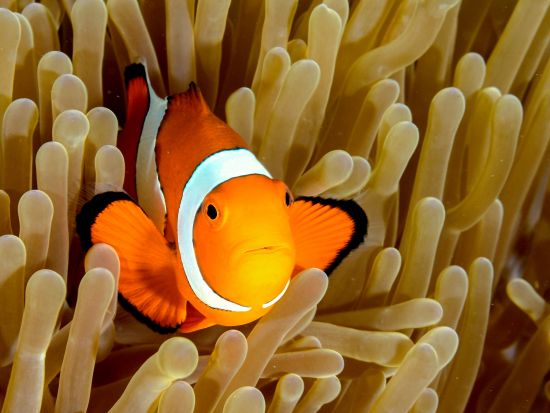 ファンダイビング　ヒルトゥガン島＆ナルスアン島の海を満喫 ＜2ダイブ／日本語対応／マクタン島発＞