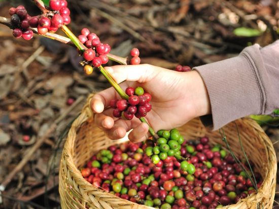【空港送迎】ハワイ島　コナ空港⇔ホテル　送迎＆半日観光付き！コナ・コーヒー農園+コナの街散策　片道または往復から選べる＜人気店のタコス付／半日／日本語ガイド＞