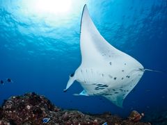 US_Hawaii_BigIsland_MantaRay_shutterstock_148271486