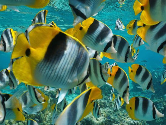 ウミガメシュノーケリング　モアナ号　広々快適な大型カタマラン船でリラックス！アルコール含むドリンク購入可　貸切プランあり＜3時間／英語／ケワロ湾発＞