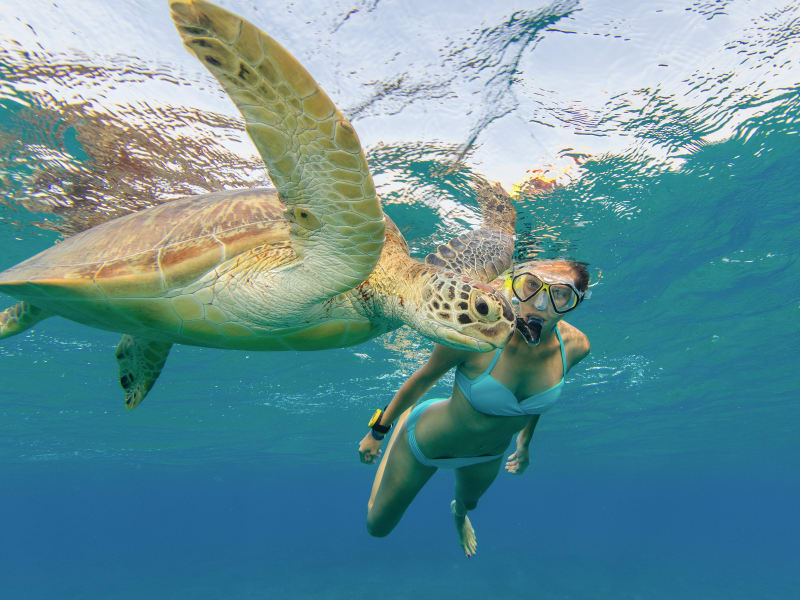 snorkel with turtle_swim_snorkel_hawaii_shutterstock_699388027