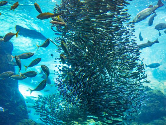 ファンダイビング モアルボアル全域 イワシ玉ポイント・ペスカドール島など＜ボート／2～4ダイブ＞by エメラルドグリーン モアルボアル支店