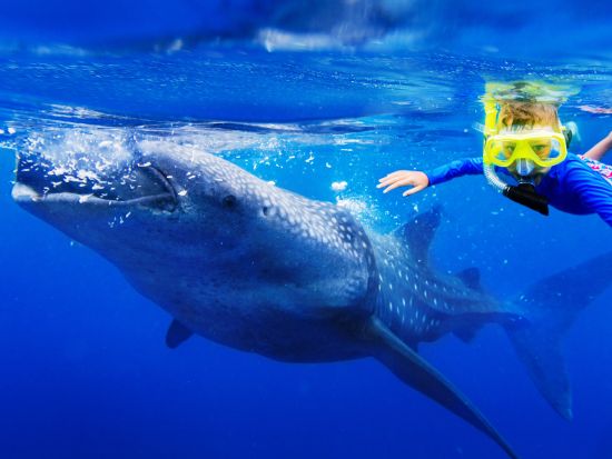 ジンベイザメシュノーケリングツアー　グループや家族旅行におすすめ！片道約4時間を貸切専用車でゆったり快適に＜イタリアンランチ／日本語ガイド／送迎＞
