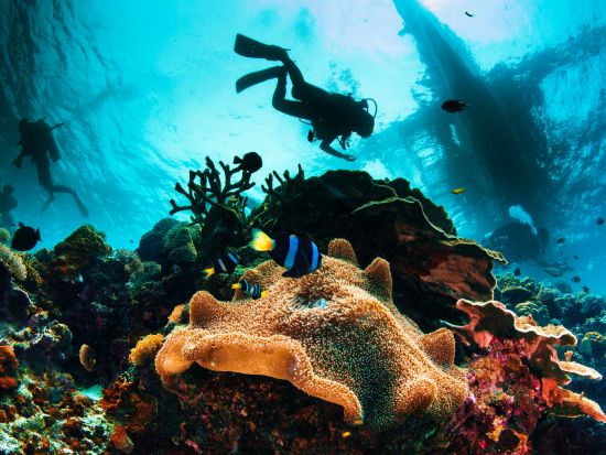 体験ダイビング＋セブ島市内観光　貸切チャーター付きプランがおすすめ！＜ボート／送迎／日本語ガイド/日本食レストラン日替わりランチ＞