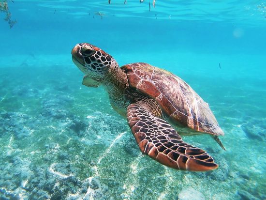 ウミガメシュノーケリングツアー　モアルボアルでイワシの大群＋ウミガメ＋サンゴ礁＜日本語ガイド／昼食＞