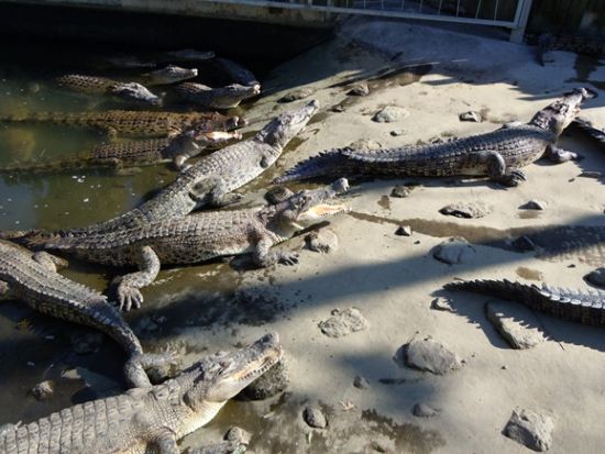 別府市内発着貸切観光タクシー　自然が作り出す神秘な奇観！別府地獄めぐり日帰りツアー＜約5時間＞by ジャパンホリデートラベル 
