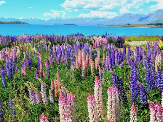 クライストチャーチ⇔マウントクック 観光送迎ツアー 選べる出発時間！*アルプスリムジン＜日本語ドライバーガイド＞