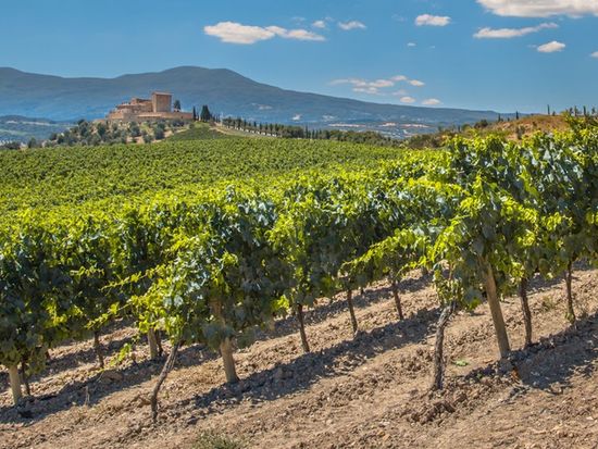 トスカーナ州　キャンティ地方ワイナリー訪問＆ディナー ＜4～9月／試飲付き＞の写真5