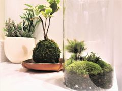苔を楽しむ1日 季節の苔玉 苔テラリウムづくり 約1分 新宿御苑前 By カルチャースクールいろは 東京の観光 遊び 体験 レジャー専門予約サイト Veltra ベルトラ