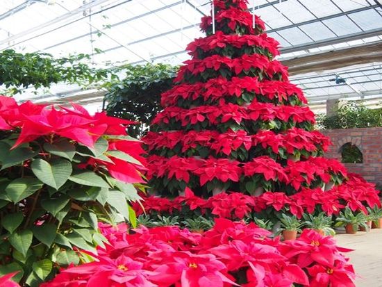 Go To トラベル クリスマス限定催行 白樺湖レインボースターランタンフェスティバル 信州牛ランチ付き 12 23 12 25 昼食付 新宿発着 長野の観光 遊び 体験 レジャー専門予約サイト Veltra ベルトラ Go To トラベル クリスマス限定催行 白樺湖レインボースターランタンフェスティバル 信州牛ランチ付き 12 23 12 25 昼食付 新宿発着 長野の観光 遊び 体験 レジャー専門予約サイト Veltra ベルトラ