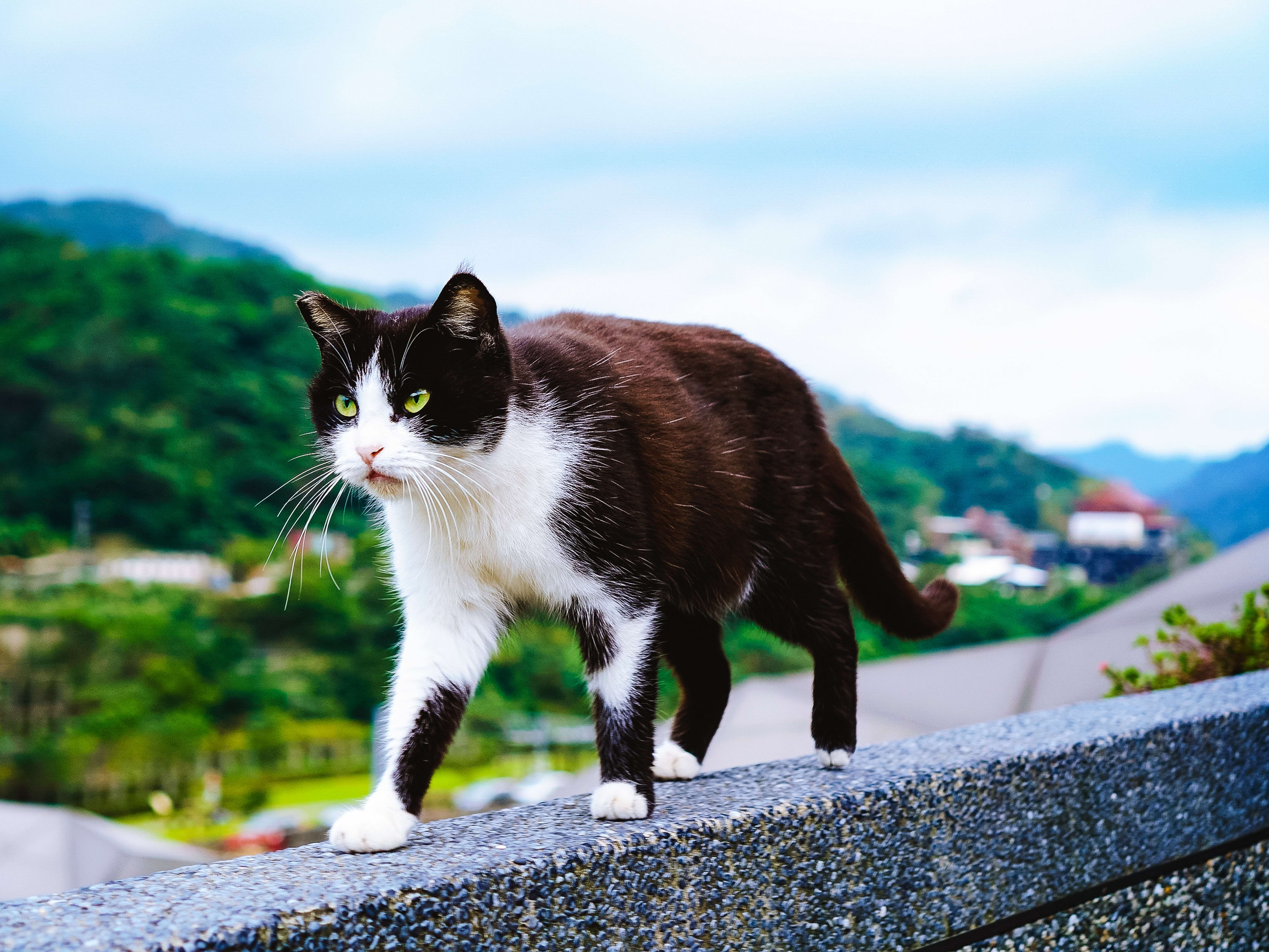 貸切】夜の九份・饒河街夜市ツアー 猫村付きプランあり！チャーターで