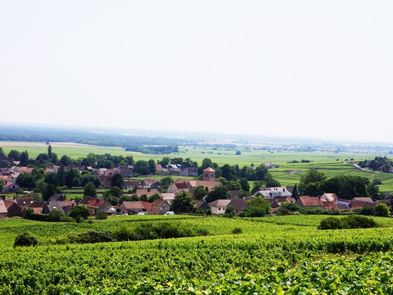2 夏のジュヴレ・シャンベルタン