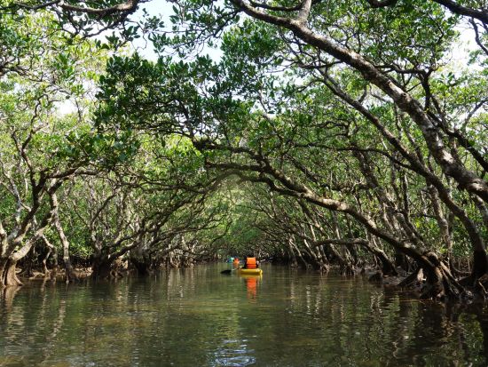 マングローブカヌー 自由自在に楽しむフリープラン 干潮時は生き物観察も！0歳～ご参加可能 お好きな時間に利用 ＜1.5時間程度／住用町＞by マングローブ茶屋