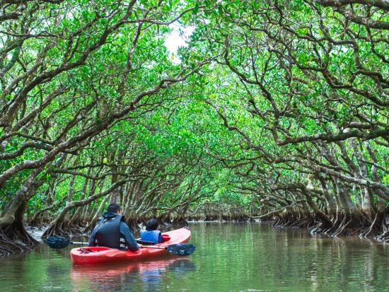 マングローブカヌー 自由自在に楽しむフリープラン 干潮時は生き物観察も！0歳～ご参加可能 お好きな時間に利用 ＜1.5時間程度／住用町＞by マングローブ茶屋