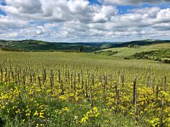 IMG_8981_