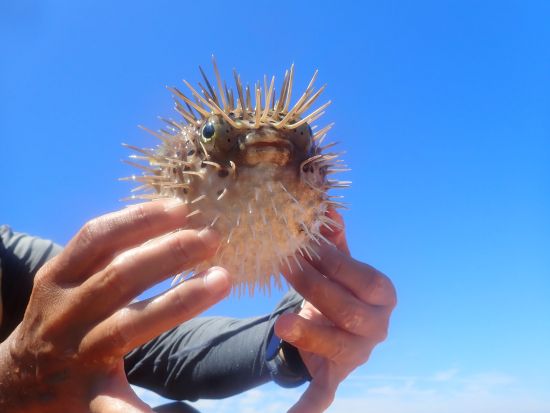 シーカヤック＆シュノーケルツアー 写真撮影＆ウェブアルバムプレゼント 1日プランは手作りアウトドアランチ込！＜1日または半日プラン＞ by オーシャンガイズ