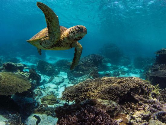 カパルア湾　シュノーケリングツアー　「シースクーター」で水中を自由に泳ぐ爽快体験！マーメイドコスチューム付きプランあり＜2時間／英語ガイド／カパルア湾発＞