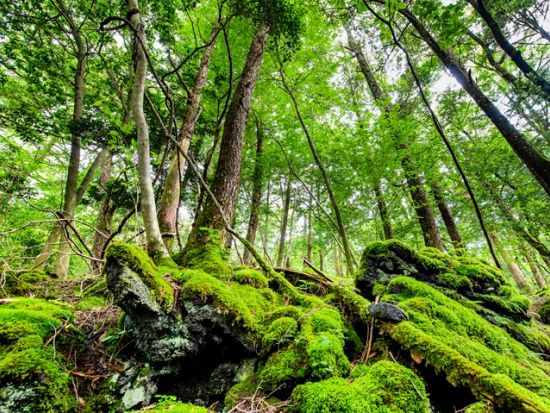 青木ヶ原樹海半日トレッキングツアー 神秘の樹海散策とありのままの自然が残る溶岩洞窟探検で氷柱見学＜午前・午後／富士河口湖町＞