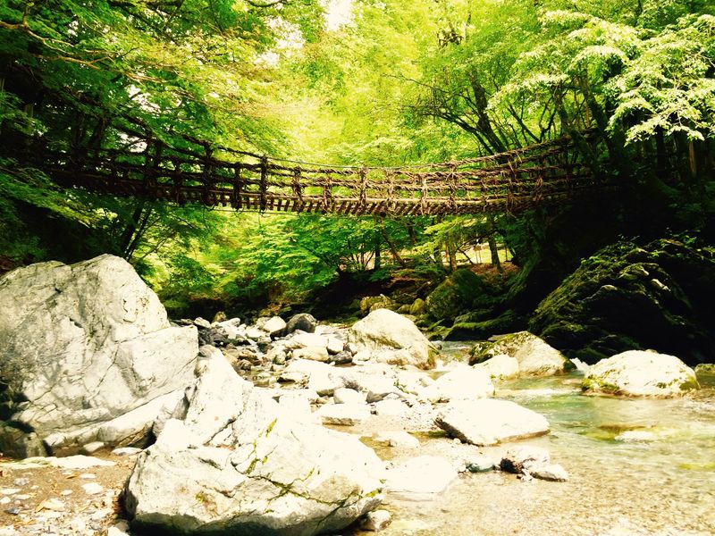 奥祖谷二重かずら橋５