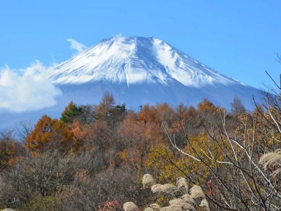 富士山トレッキングツアー　大平山～石割山ハイキングコースで植物観察＜1日／送迎付き／山中湖村＞