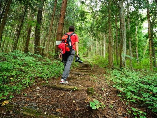 富士山トレッキングツアー　大平山～石割山ハイキングコースで植物観察＜1日／送迎付き／山中湖村＞