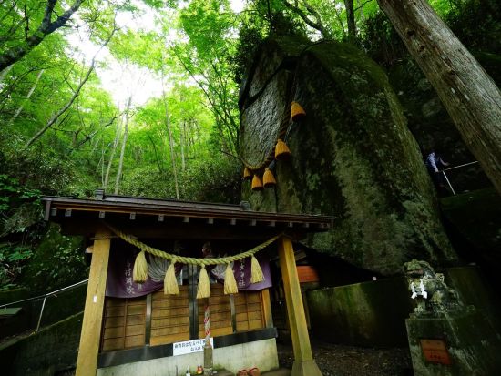 富士山トレッキングツアー　大平山～石割山ハイキングコースで植物観察＜1日／送迎付き／山中湖村＞