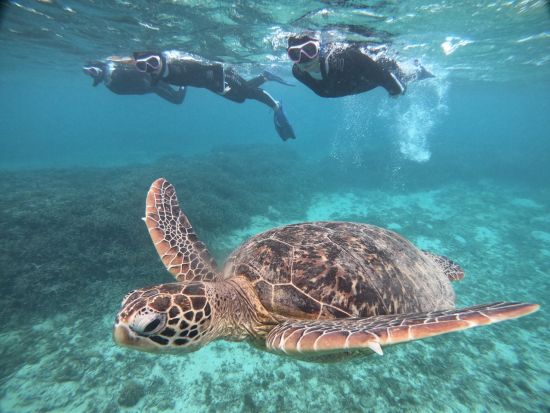 ウミガメシュノーケリングツアー　ジュニアコース（初心者・お子様も）またはアドバンスコース（経験者）から選択可能 ＜龍郷町＞ by ON SHORE