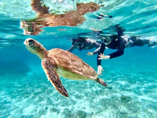 ウミガメシュノーケリングツアー　ジュニアコース（初心者・お子様も）またはアドバンスコース（経験者）から選択可能 ＜龍郷町＞ by ON SHORE
