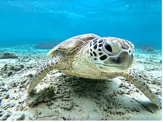 ウミガメシュノーケリングツアー　ジュニアコース（初心者・お子様も）またはアドバンスコース（経験者）から選択可能 ＜龍郷町＞ by ON SHORE