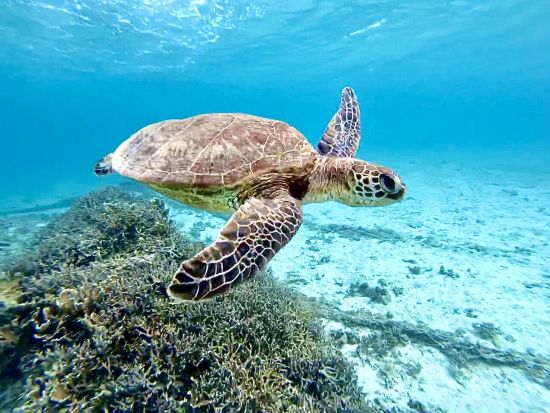 ウミガメシュノーケリングツアー　ジュニアコース（初心者・お子様も）またはアドバンスコース（経験者）から選択可能 ＜龍郷町＞ by ON SHORE