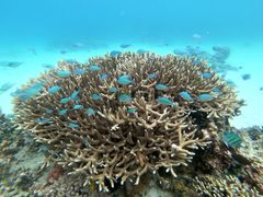GPTempDownload_3(1)