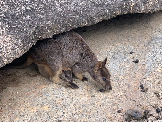 野生動物 カンガルー かものはし 土ボタル 子どもとケアンズ ケアンズの観光 オプショナルツアー専門 Veltra ベルトラ 野生動物 カンガルー かものはし 土ボタル 子どもとケアンズ ケアンズの観光 オプショナルツアー専門 Veltra ベルトラ