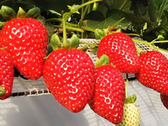 東京発 日帰りバスツアー ネモフィラ鑑賞＋いちご狩り食べ放題＋めんたいパーク大洗で工場見学＆試食体験も！ 那珂湊おさかな市場にて自由昼食＜4～5月／新宿発着＞