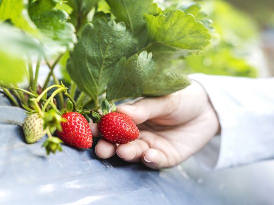 福岡市内発着観光タクシー　うきは果実旅行コース フルーツ狩り＋白壁の町並み散策＋原鶴温泉＜5時間／1～4名／福岡市内・福岡空港発＞by HEARTS TRIP