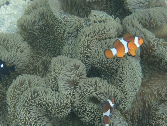 伊良部島 シーカヤック＋シュノーケリングツアー　伊良部島のマリンアクティビティを1日大満喫！＜2歳から参加OK／昼食付／宮古島＞