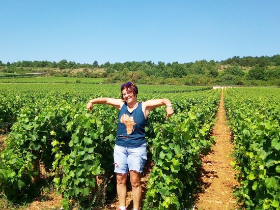 カイユレのピノノワールとシャルドネの境目