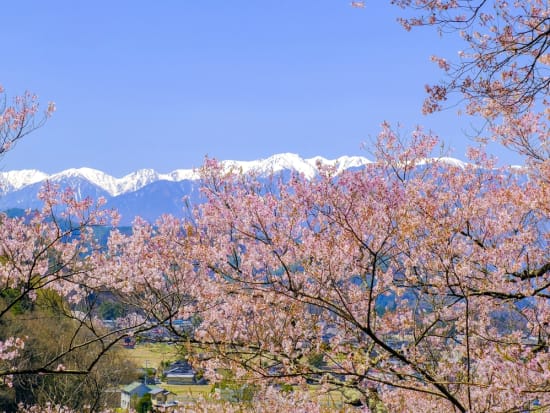 21年開催 長野県桜の名所めぐり日帰りバスツアー 高遠城址公園での天下第一の桜 光前寺でのしだれ桜 お菓子の里 飯田城 4月1日 14日 昼食付 名古屋発 名古屋 愛知の観光 遊び 体験 レジャー専門予約サイト Veltra ベルトラ