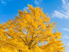 pixta_46079718_M