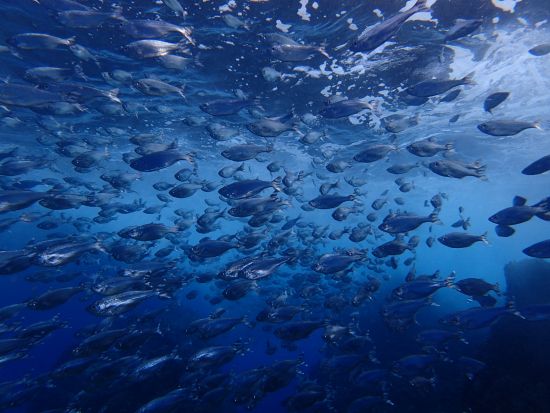 ファンダイビング  ボートエントリー 2または3ダイブから選択 器材フルレンタル込み＜龍郷町＞ by ダイビングサービス ティーダ