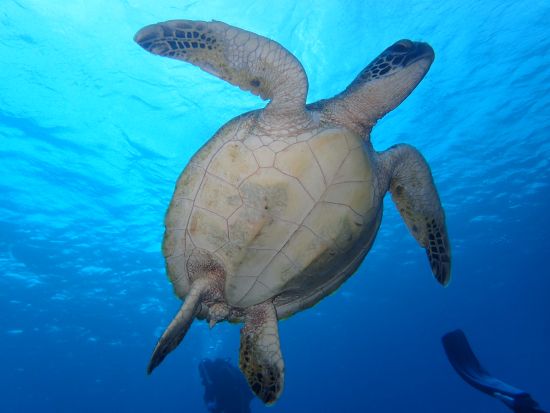 ファンダイビング  ボートエントリー 2または3ダイブから選択 器材フルレンタル込み＜龍郷町＞ by ダイビングサービス ティーダ