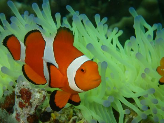 ファンダイビング  ボートエントリー 2または3ダイブから選択 器材フルレンタル込み＜龍郷町＞ by ダイビングサービス ティーダ