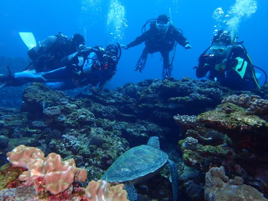 ファンダイビング  ボートエントリー 2または3ダイブから選択 器材フルレンタル込み＜龍郷町＞ by ダイビングサービス ティーダ