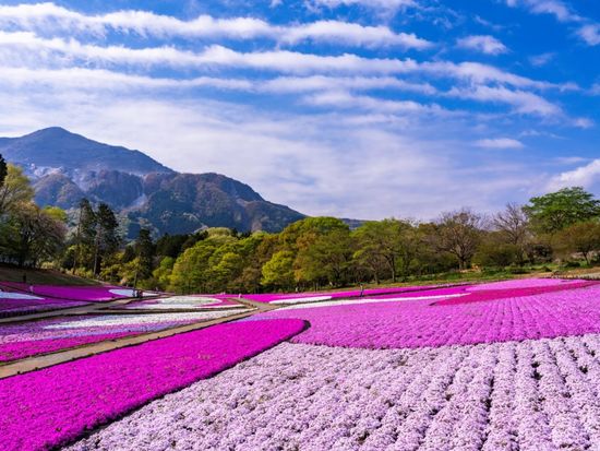 Japan_Saitama_Chichibu_Shibazakura_pixta_61864017_XL