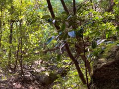 「弥山について」素材