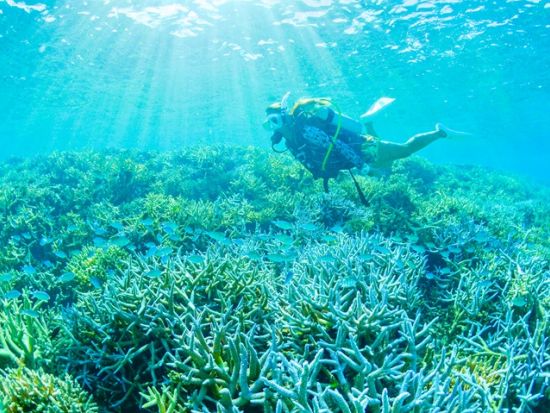 【ベストプライス】竹富島観光＋八重山諸島体験ダイビング　水牛車観光と選べるランチ付き＜1日／昼食／送迎＞