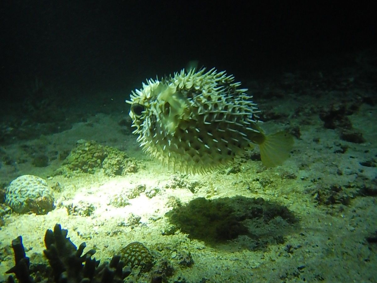 20210215044507_1295761827_1361